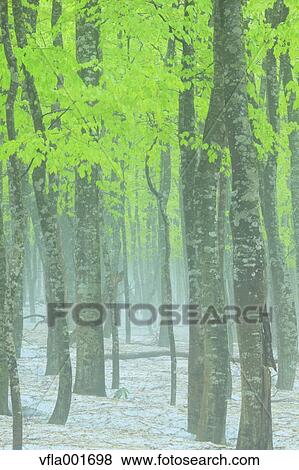 Beech forest, Aomori Prefecture View Large Photo Image Stock Photo - Beech forest, Aomori Prefecture. Fotosearch