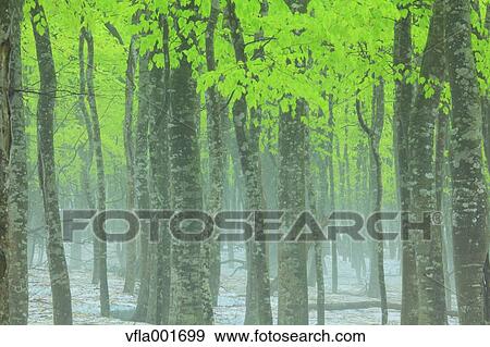 Beech forest, Aomori Prefecture View Large Photo Image Stock Photo - Beech forest, Aomori Prefecture. Fotosearch