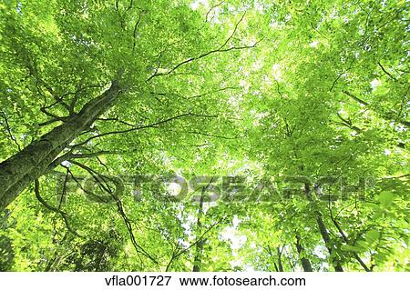 Beech forest, Aomori Prefecture View Large Photo Image Stock Photo - Beech forest, Aomori Prefecture. Fotosearch