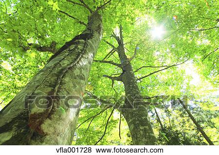 Beech forest, Aomori Prefecture View Large Photo Image Stock Photo - Beech forest, Aomori Prefecture. Fotosearch