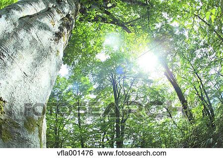 Beech forest, Aomori Prefecture View Large Photo Image Stock Photograph - Beech forest, Aomori Prefecture. Fotosearch
