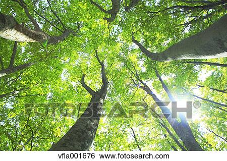 Beech forest, Aomori Prefecture View Large Photo Image Stock Photograph - Beech forest, Aomori Prefecture. Fotosearch