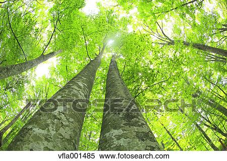 Beech forest, Aomori Prefecture View Large Photo Image Stock Photography - Beech forest, Aomori Prefecture. Fotosearch