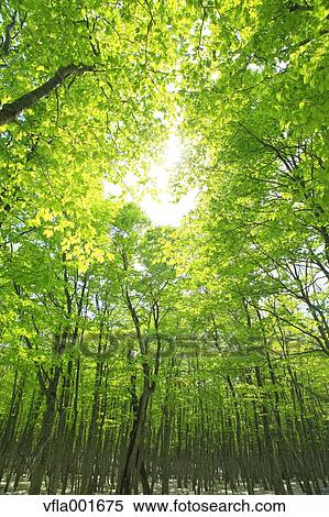 Beech forest, Aomori Prefecture View Large Photo Image Stock Photography - Beech forest, Aomori Prefecture. Fotosearch