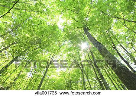 Beech forest, Aomori Prefecture View Large Photo Image Stock Photography - Beech forest, Aomori Prefecture. Fotosearch