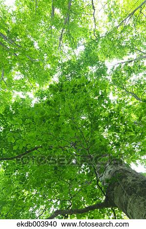 Beech forest, Hokkaido View Large Photo Image Stock Image - Beech forest, Hokkaido. Fotosearch