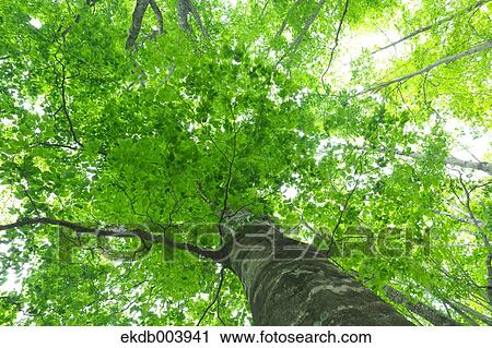 Beech forest, Hokkaido View Large Photo Image Stock Image - Beech forest, Hokkaido. Fotosearch