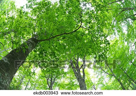 Beech forest, Hokkaido View Large Photo Image Stock Image - Beech forest, Hokkaido. Fotosearch