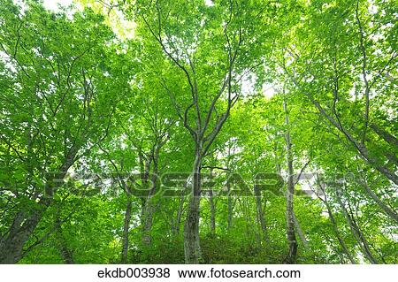 Beech forest, Hokkaido View Large Photo Image Stock Photo - Beech forest, Hokkaido. Fotosearch