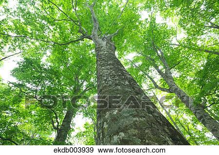 Beech forest, Hokkaido View Large Photo Image Stock Photo - Beech forest, Hokkaido. Fotosearch
