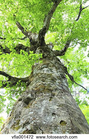 Beech tree View Large Photo Image Stock Image - Beech tree. Fotosearch