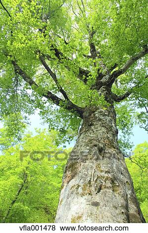 Beech tree View Large Photo Image Stock Photo - Beech tree. Fotosearch