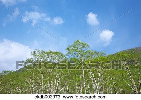 Birch forest and sky, Hokkaido View Large Photo Image Stock Image - Birch forest and sky, Hokkaido. Fotosearch