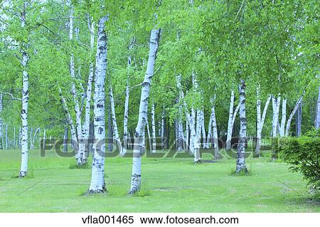 Birch forest, Iwate Prefecture View Large Photo Image Stock Photography - Birch forest, Iwate Prefecture. Fotosearch