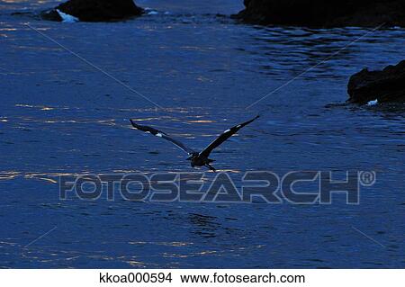 Bird flying on water View Large Photo Image Picture - Bird flying on water. Fotosearch