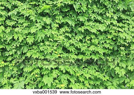 Bitter gourd curtain View Large Photo Image Stock Photo - Bitter gourd curtain. Fotosearch
