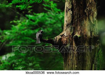 Black bird on a tree View Large Photo Image Stock Photograph - Black bird on a tree. Fotosearch