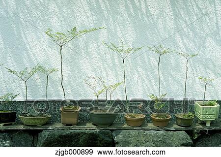 Bonsai trees View Large Photo Image Stock Photo - Bonsai trees. Fotosearch