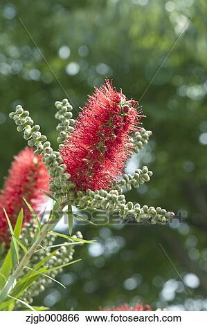Bottlebrush View Large Photo Image Stock Photograph - Bottlebrush. Fotosearch