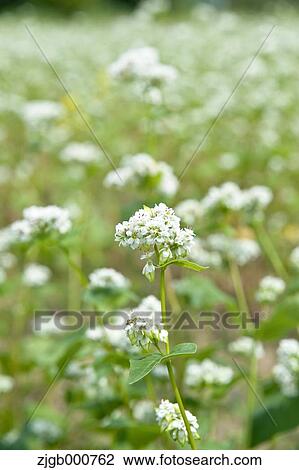 Buckwheat flowers View Large Photo Image Stock Image - Buckwheat flowers. Fotosearch