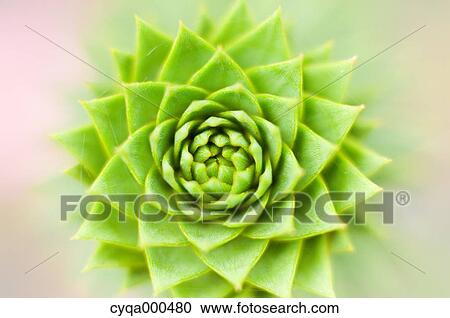 Bud close-up View Large Photo Image Stock Image - Bud close-up. Fotosearch