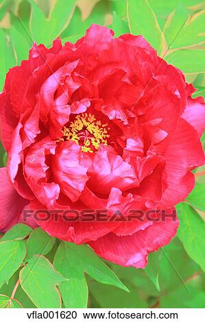Button flower View Large Photo Image Stock Image - Button flower. Fotosearch