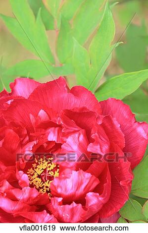 Stock Photo - Button flower. Fotosearch