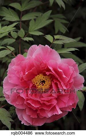 Stock Photograph - Button. Fotosearch