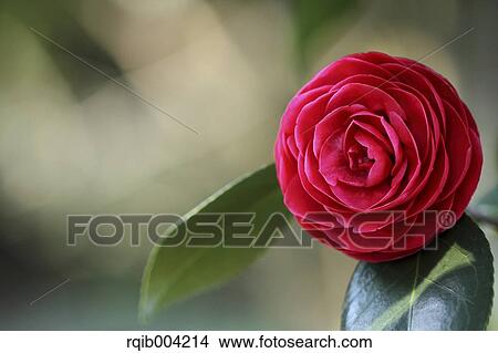 Picture - Camellia flower. Fotosearch