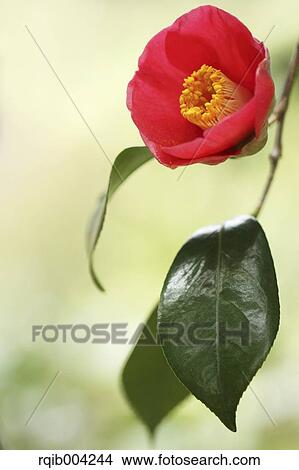 Picture - Camellia flower. Fotosearch