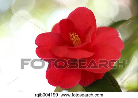 Camellia flower View Large Photo Image Stock Photo - Camellia flower. Fotosearch