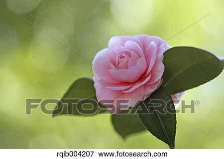 Camellia flower View Large Photo Image Stock Photo - Camellia flower. Fotosearch