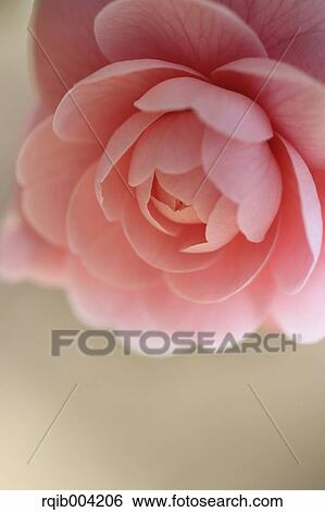 Camellia flower View Large Photo Image Stock Photograph - Camellia flower. Fotosearch