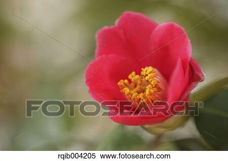Stock Photography - Camellia flower. Fotosearch