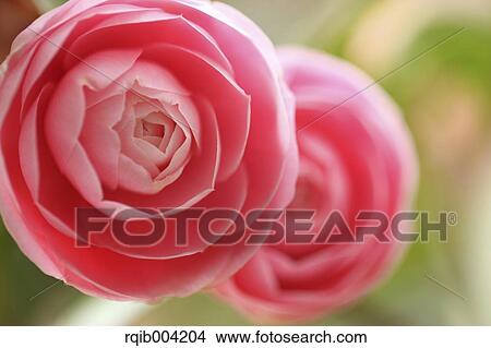 Picture - Camellia flowers. Fotosearch