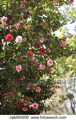 Camellia flowers View Large Photo Image Stock Image - Camellia flowers. Fotosearch