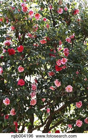 Camellia flowers View Large Photo Image Stock Photograph - Camellia flowers. Fotosearch