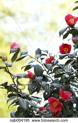 Stock Photography - Camellia flowers. Fotosearch