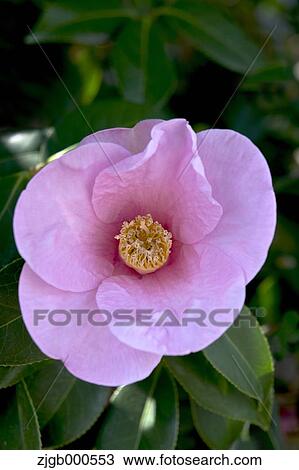 Camellia View Large Photo Image Stock Image - Camellia. Fotosearch