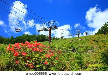 Chairlift, grassland and Azalea flowers, Gunma Prefecture View Large Photo Image Stock Photograph - Chairlift, grassland and Azalea flowers, Gunma Prefecture. Fotosearch