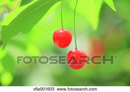 Cherries View Large Photo Image Stock Image - Cherries. Fotosearch