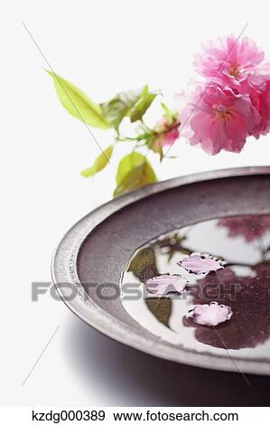 Cherry blossom petals floating in a plate View Large Photo Image Stock Photo - Cherry blossom petals floating in a plate. Fotosearch