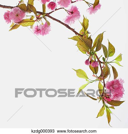 Stock Image - Cherry blossom tree branch. Fotosearch