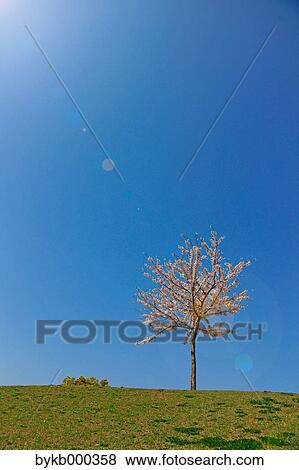 Cherry blossom tree on grassland and sky View Large Photo Image Stock Photo - Cherry blossom tree on grassland and sky. Fotosearch
