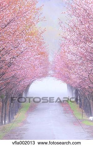 Stock Image - Cherry blossom tunnel, Aomori Prefecture. Fotosearch