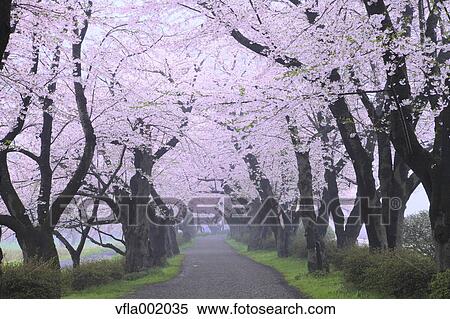 Cherry blossom tunnel, Iwate Prefecture View Large Photo Image Stock Photography - Cherry blossom tunnel, Iwate Prefecture. Fotosearch