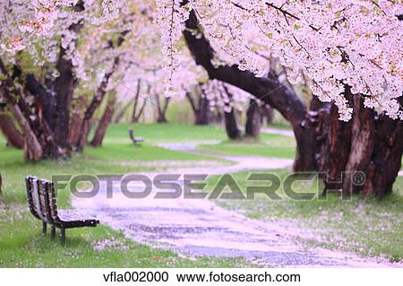 Cherry blossoms and bench View Large Photo Image Stock Image - Cherry blossoms and bench. Fotosearch