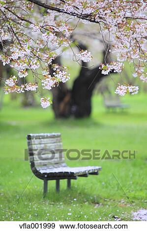 Cherry blossoms and bench View Large Photo Image Stock Photo - Cherry blossoms and bench. Fotosearch