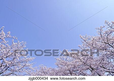 Picture - Cherry blossoms and blue sky. Fotosearch