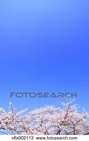 Cherry blossoms and blue sky View Large Photo Image Stock Image - Cherry blossoms and blue sky. Fotosearch
